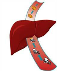 liver